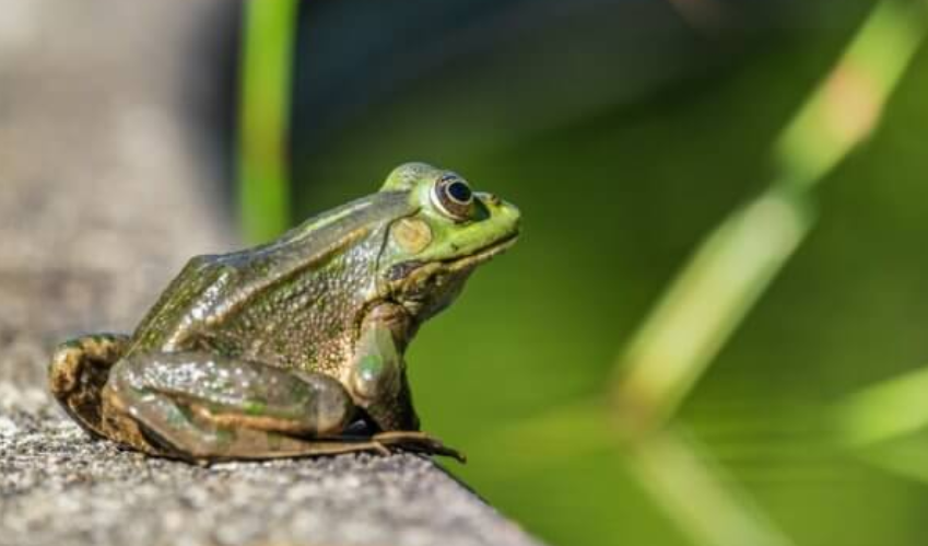 frogs mercury pexels