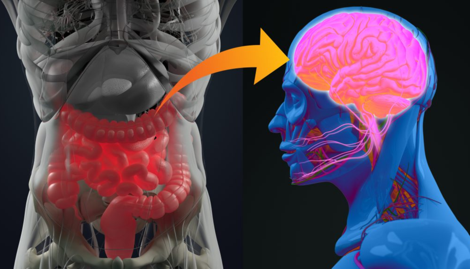 gut brain kerry gut brain kerry