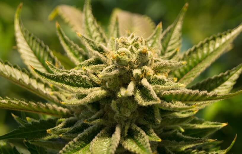 cannabis-2152604-816x520 pexels