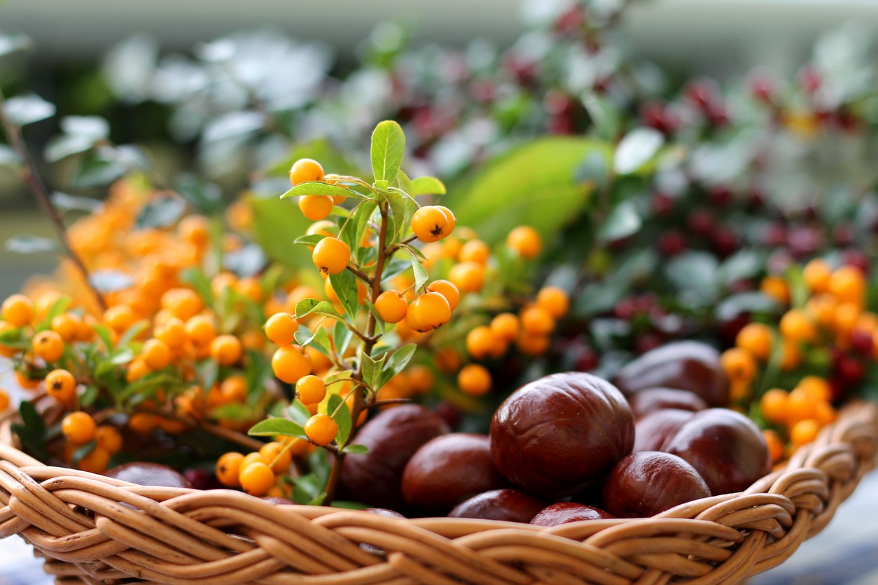chestnut-3792632_1280