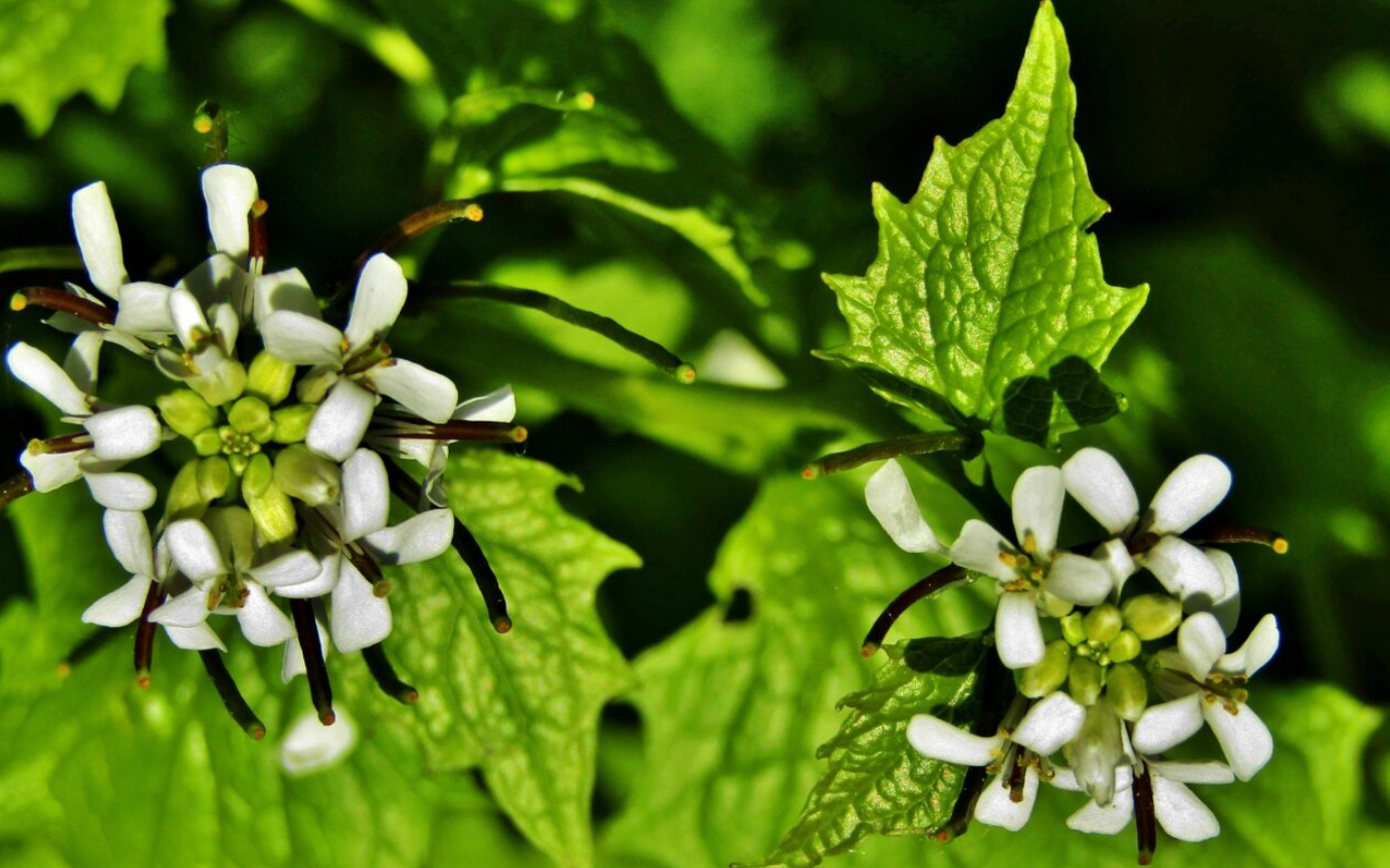 garlic mustard noh