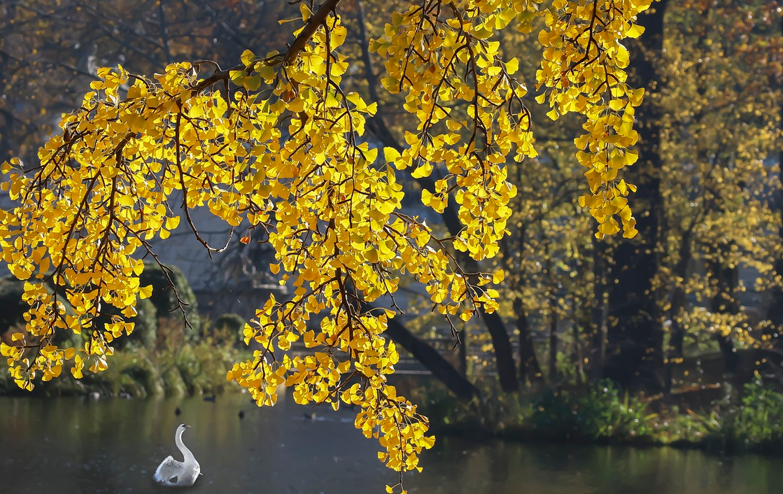 ginkgo biloba ginkgo biloba