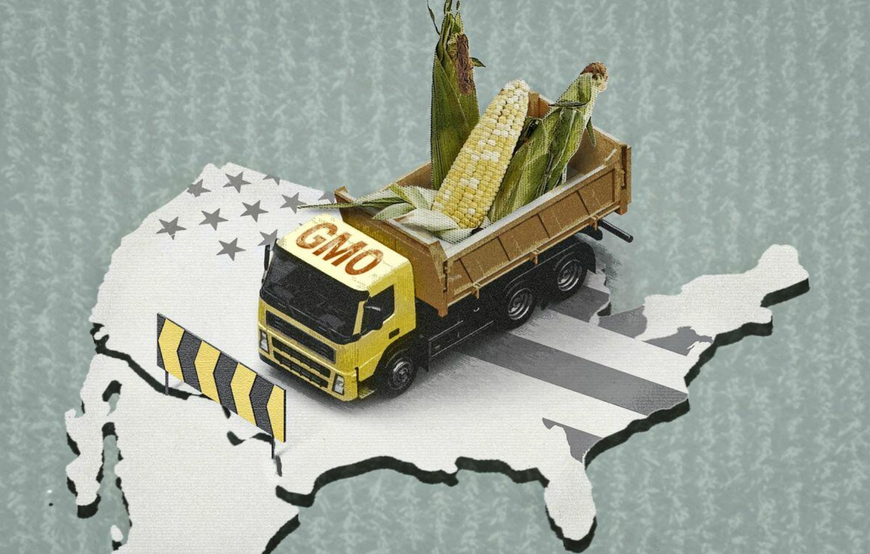 gm corn safety gm corn safety