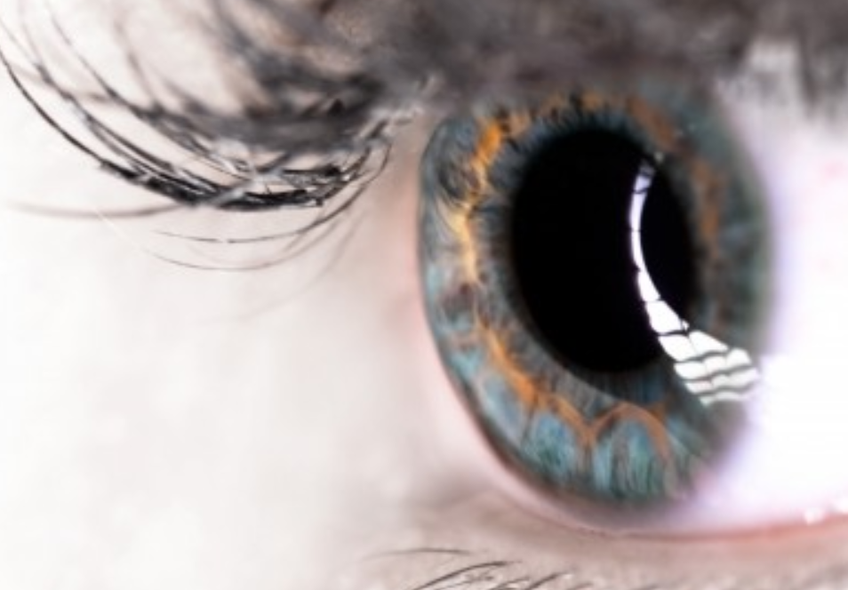 macular gmi macular gmi