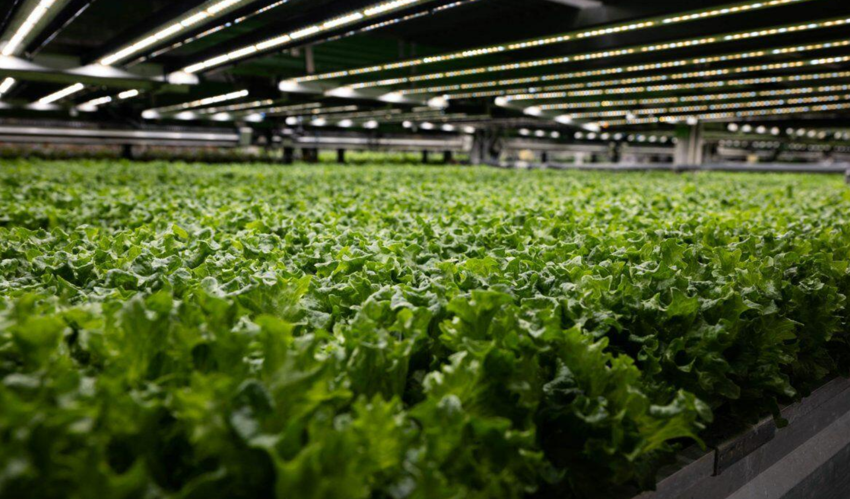 vax produce