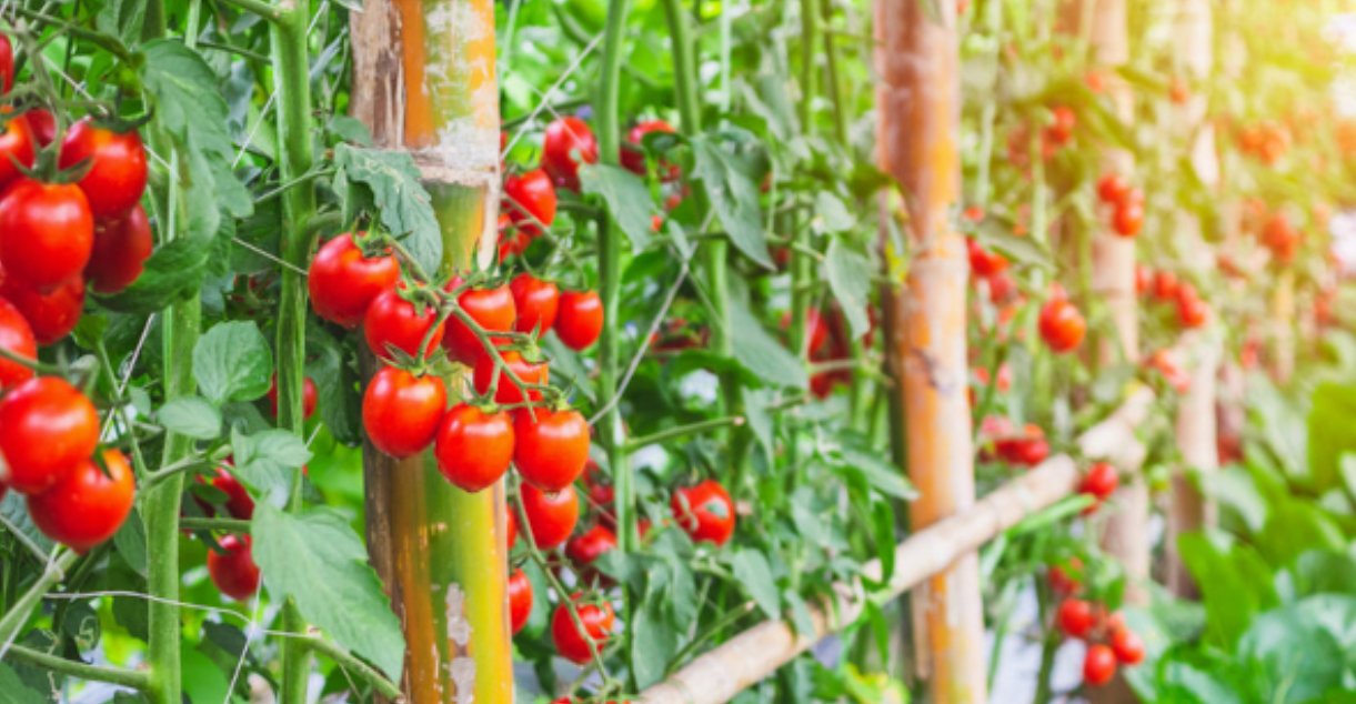 tomato late summer gmi