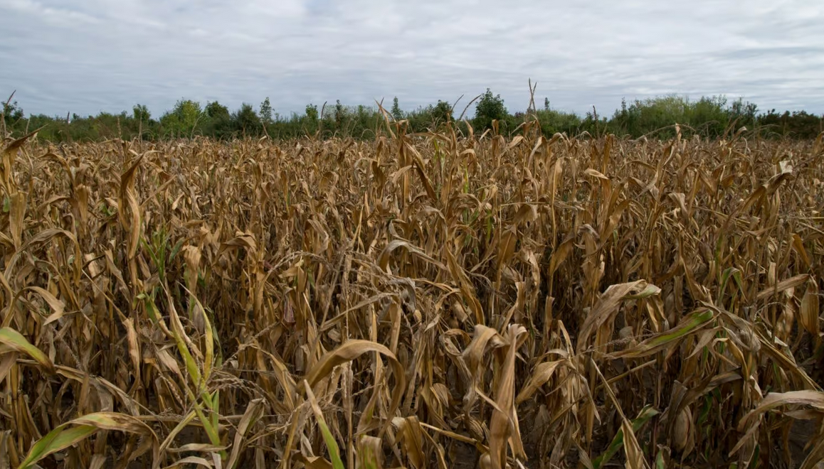 cornfield bi cornfield bi