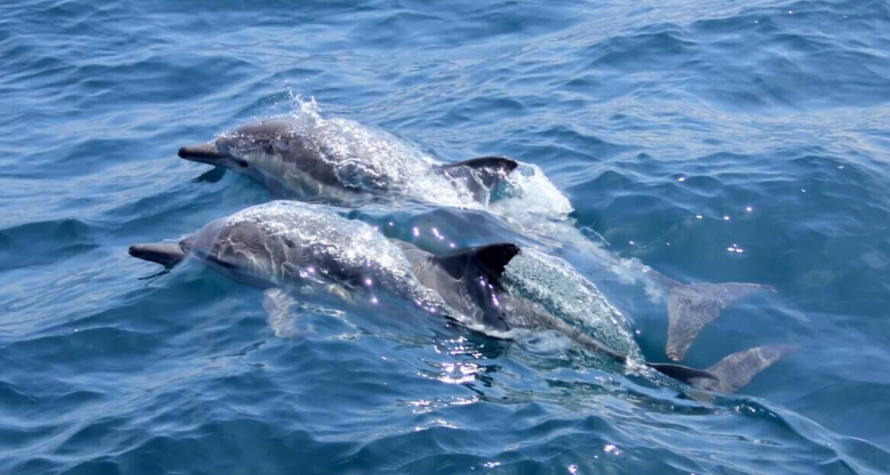 dolphins sf