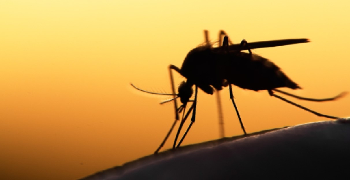 dengue mosquito gmi