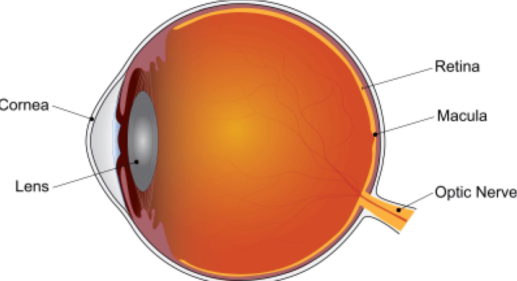 Vision loss breakthrough: Scientists find AREDS2 supplements slow macular degeneration