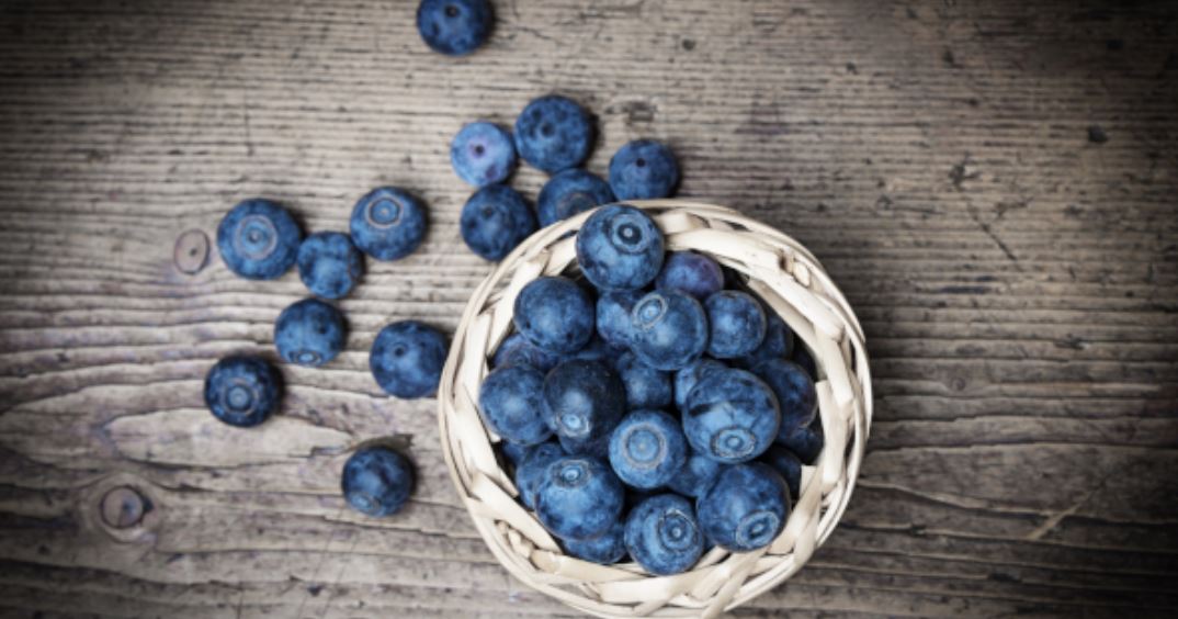 blueberry gmi