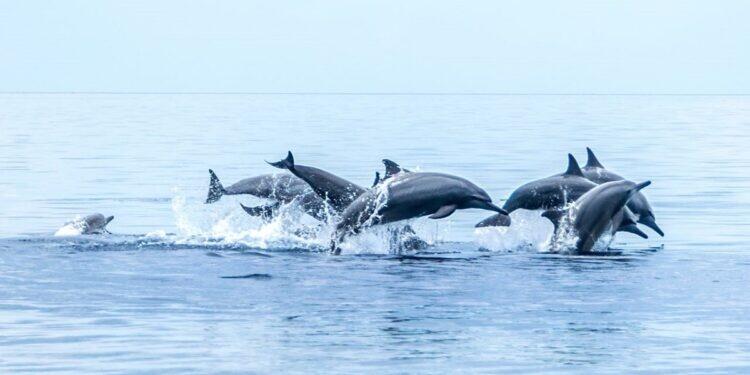 dolphin-day-2-750x375