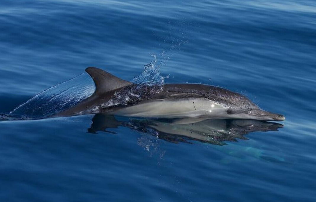 dolphin sonar