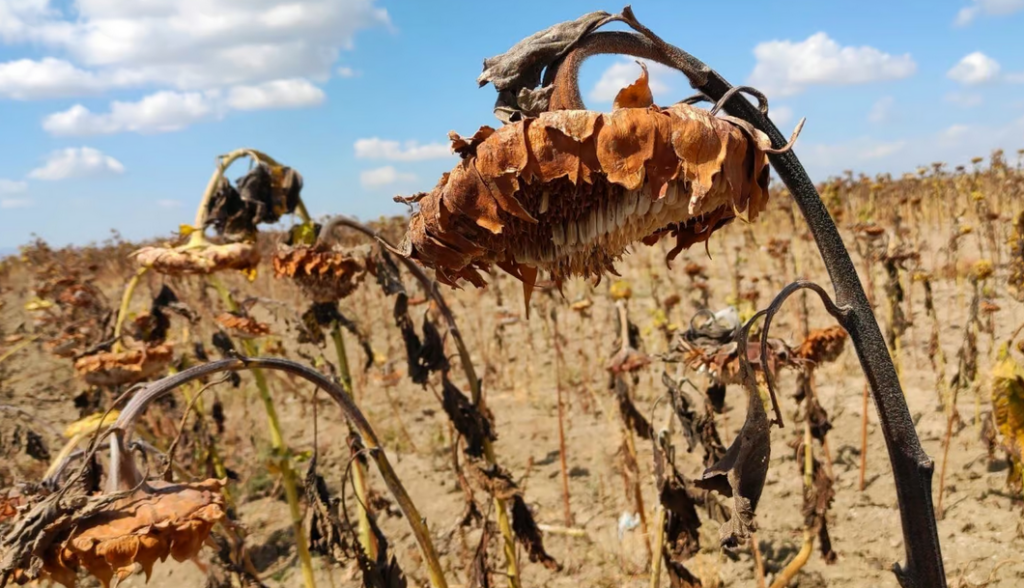 food-freedom-bi-1024x588