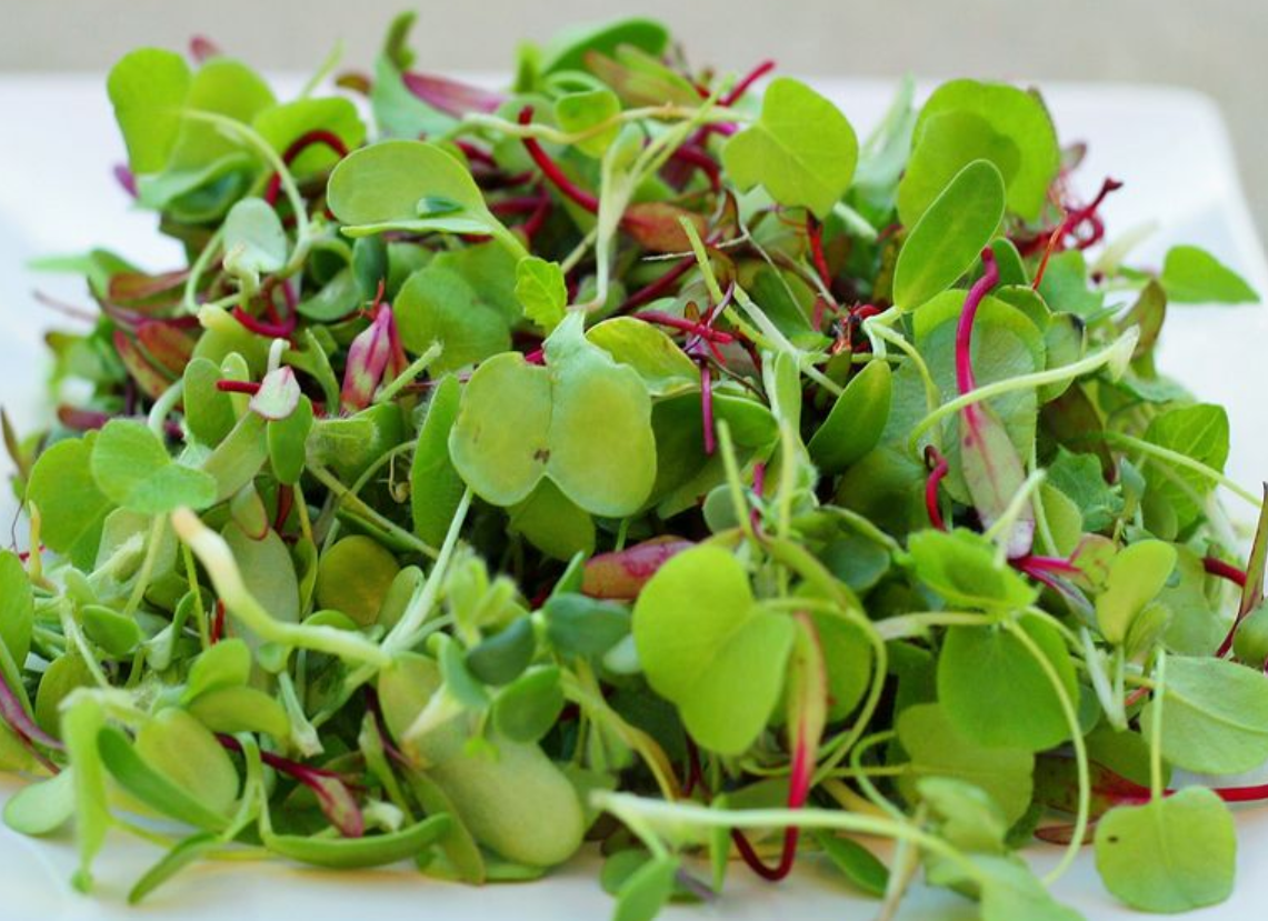 microgreens gmi