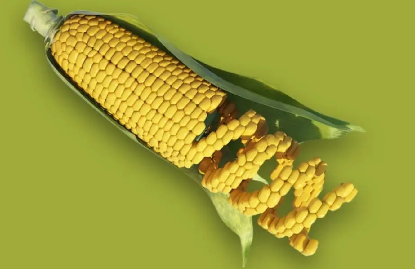 monsanto corn tlav monsanto corn tlav