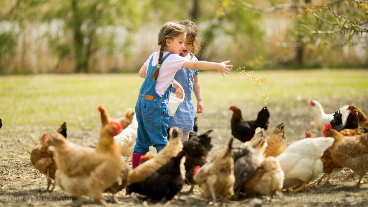 Children-Feeding-Chickens-Farm-Poultry