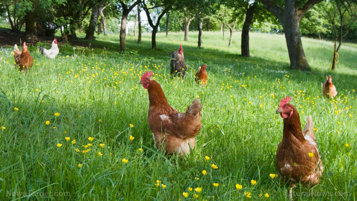 Free-Range-Chickens-Field-Flowers