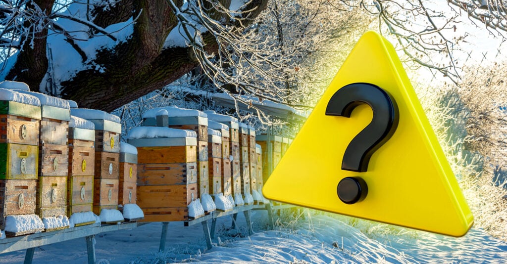 bee-colonies-collapsed-winter-feature-1024x534 bee-colonies-collapsed-winter-feature-1024x534