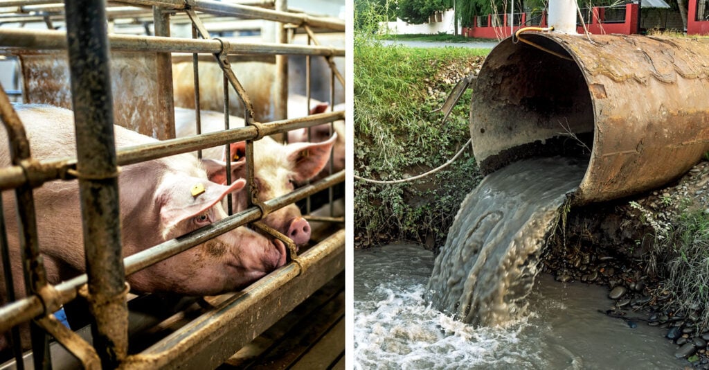 slaughterhouses-wastewater-epa-feature-1024x534 slaughterhouses-wastewater-epa-feature-1024x534