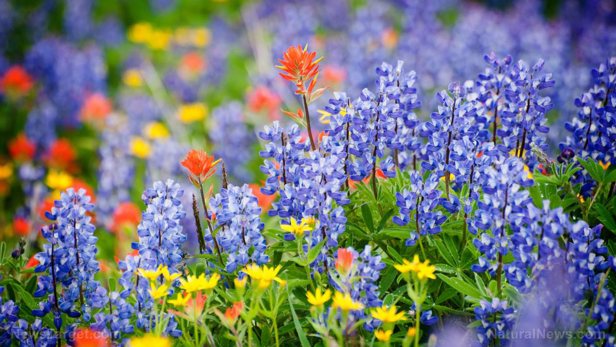 Wildflowers-Flowers-Field Wildflowers-Flowers-Field