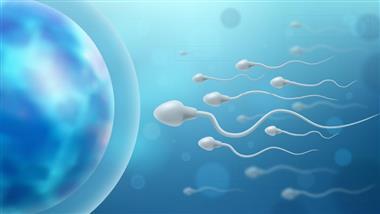 sperm-quality-and-lifespan