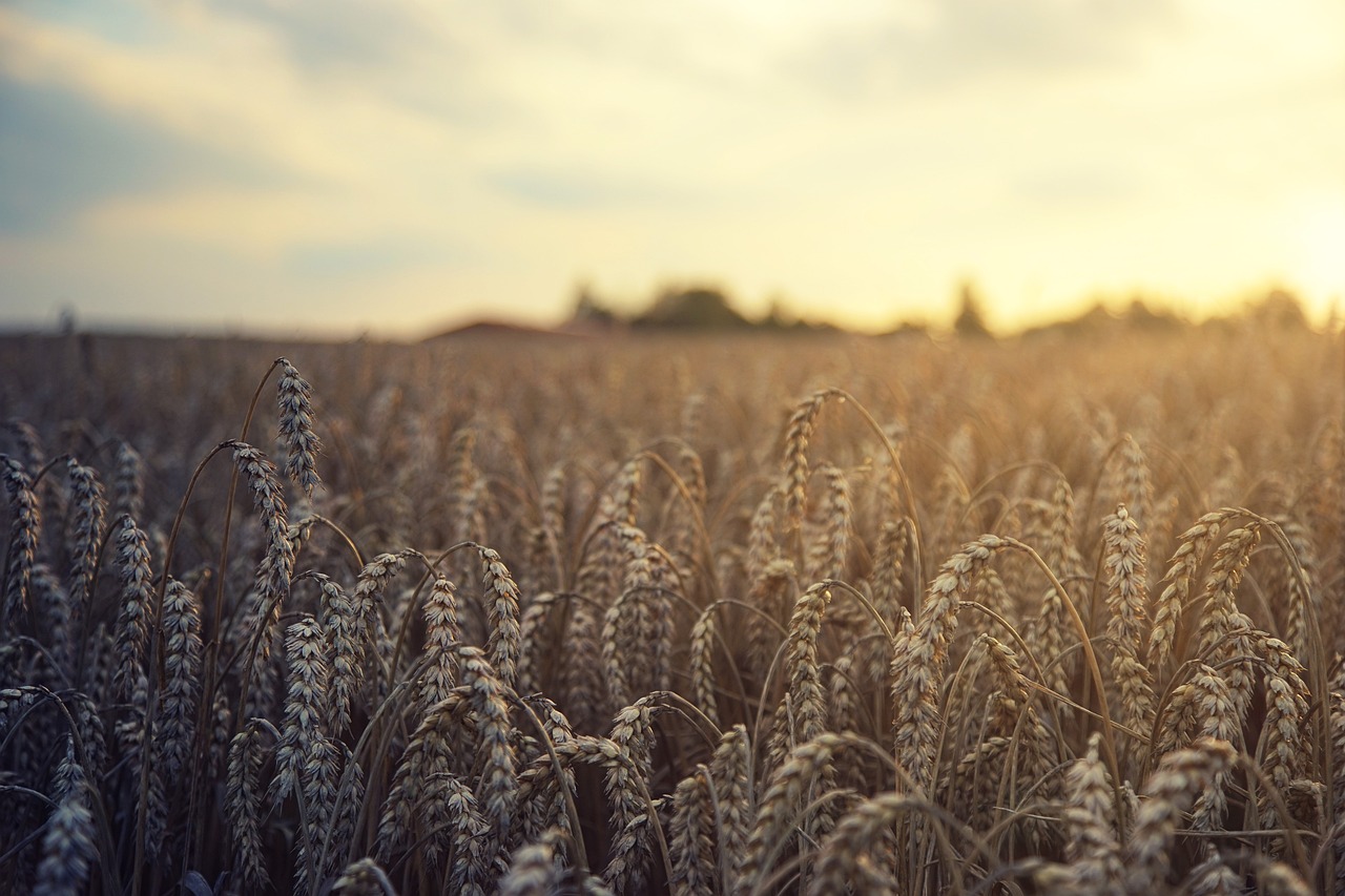 wheat-5207174_1280 wheat-5207174_1280