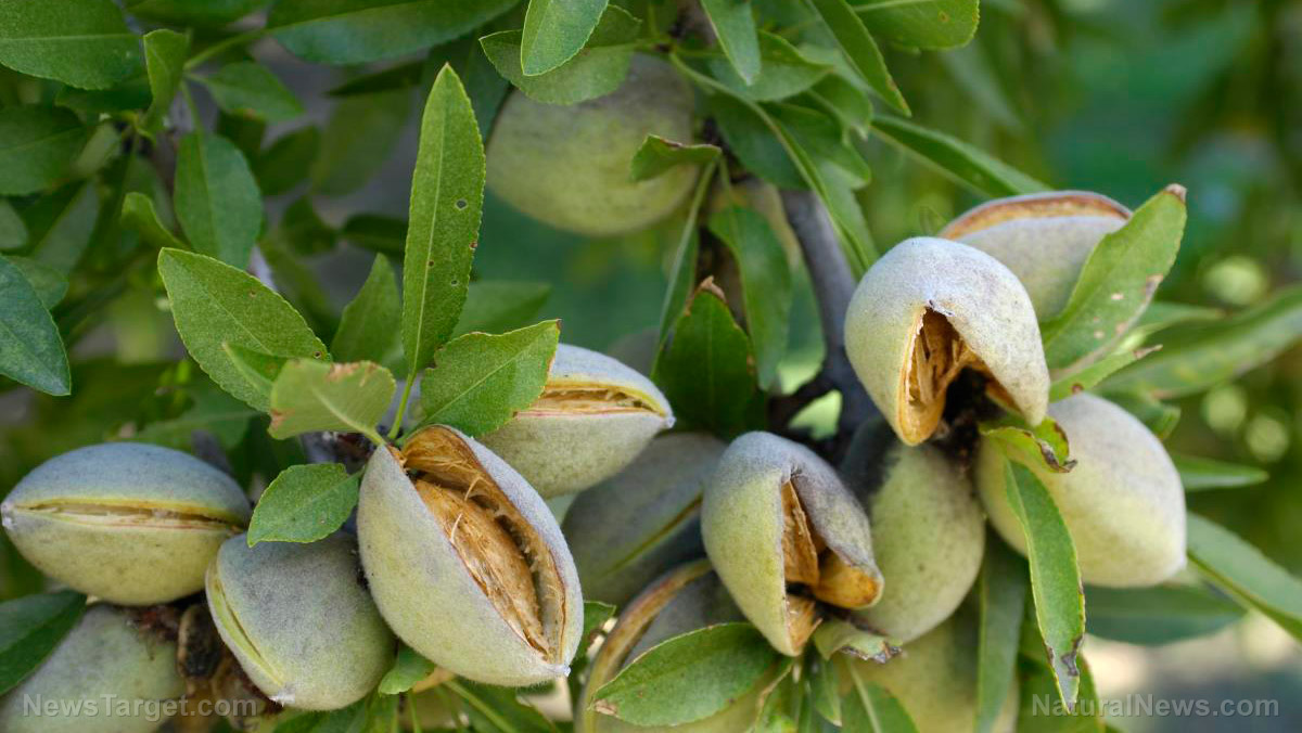 Almond-Tree-Nuts-Cracked-Open