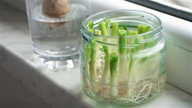 how-to-regrow-vegetables-at-home-using-kitchen-scraps-thumbnail