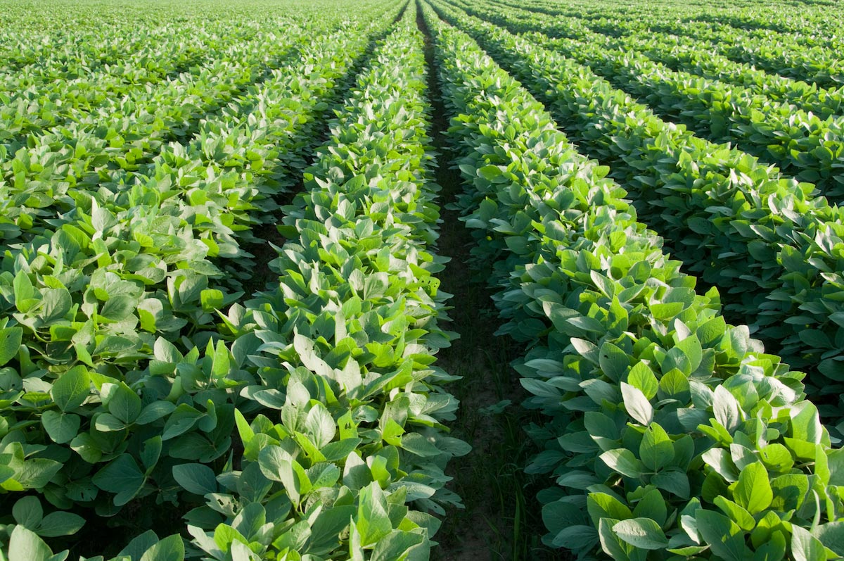 Soybean-Crop-Rows-Farm Soybean-Crop-Rows-Farm