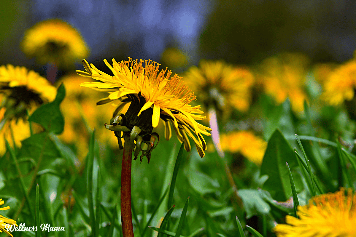 backyard-herbal-remedies