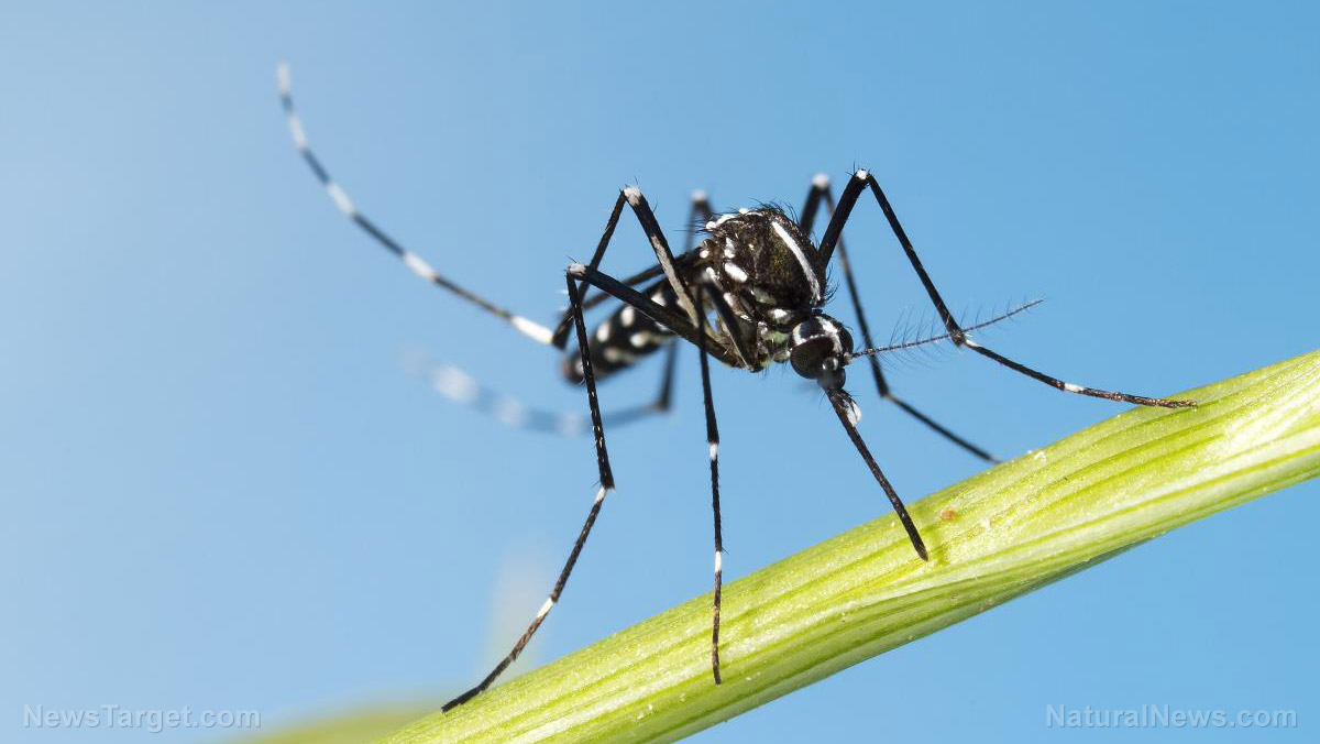 Asian-Tiger-Mosquito-Aedes-Albopictus Asian-Tiger-Mosquito-Aedes-Albopictus