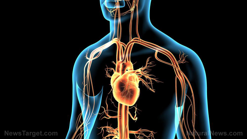 Disease-Heart-Man-3D-Anatomical-Anatomy-Artery Disease-Heart-Man-3D-Anatomical-Anatomy-Artery