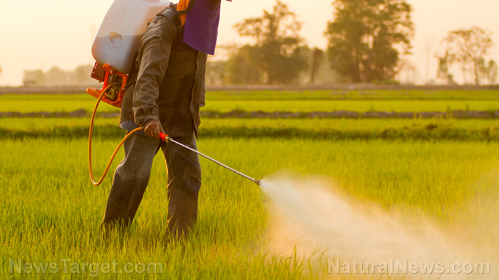 Farmer-Spraying-Pesticide-Crops-Rice Farmer-Spraying-Pesticide-Crops-Rice
