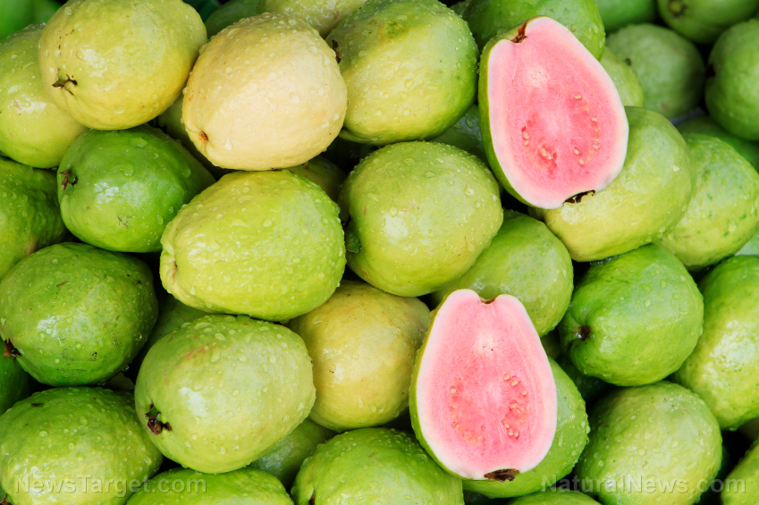Fresh-Bunch-Guavas-Fruit-1 Fresh-Bunch-Guavas-Fruit-1