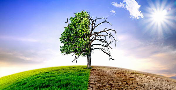 Climate change withered tree and dry earth. Climate change withered tree and dry earth.