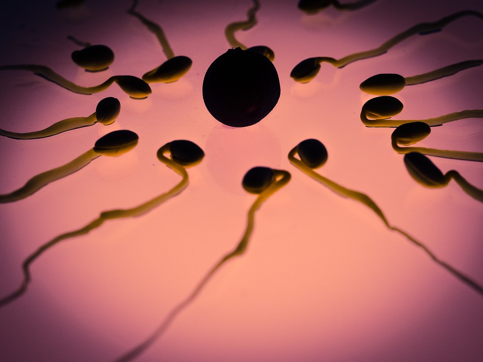 Egg Sperm Winner Fertilization Sex Cell